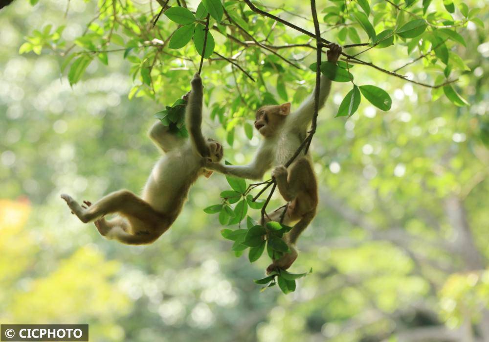 张家界旅游 - 张家界猴趣