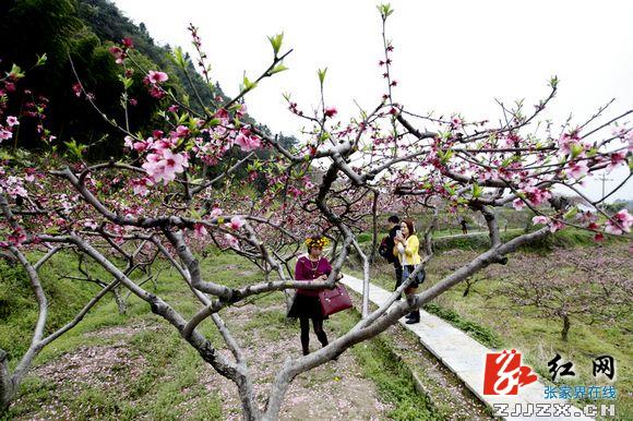 张家界旅游官网-新闻动态-张家界：世外桃源--... 