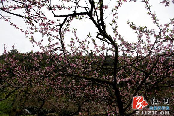 张家界旅游官网-新闻动态-张家界：世外桃源--... 