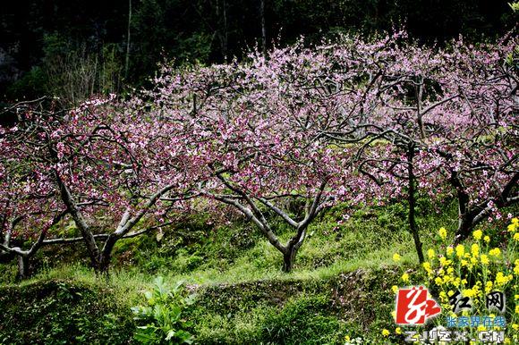 张家界旅游官网-新闻动态-张家界：世外桃源--... 