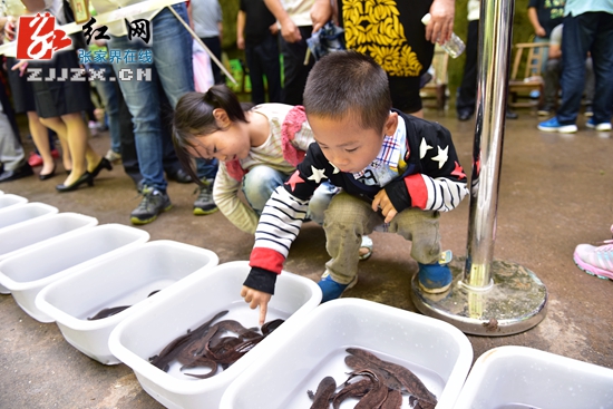 张家界600尾娃娃鱼游回大自然