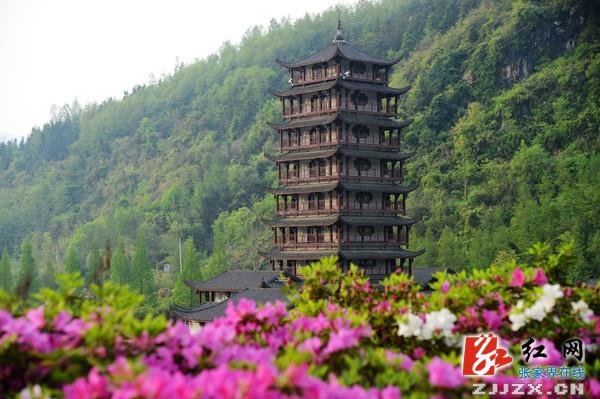 张家界旅游攻略自由行三天 - 张家界武陵源万朵杜鹃扮靓“山门”迎游人