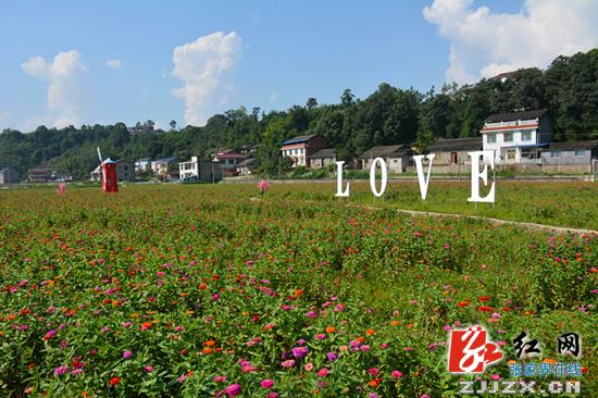 湖南张家界旅游景点 - 永定区：爱情主题式花海“醉”游人