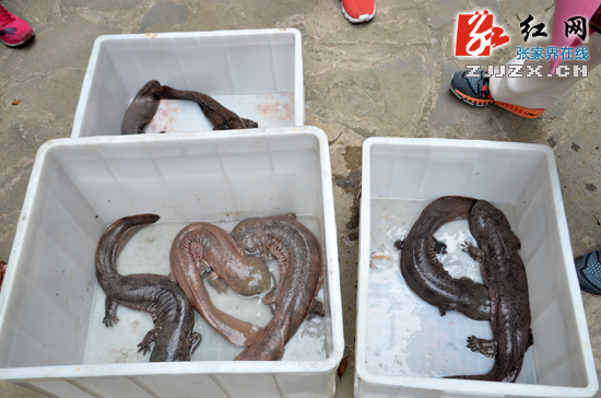 张家界旅游价格 - 广西游客掏钱买7条娃娃鱼在张家界放生