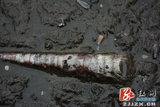 张家界 - 黄龙洞景区化石广场让你邂逅亿万年前的海洋生物