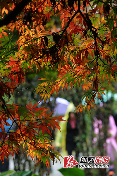 张家界 - 恰逢“立冬”节气 张家界黄龙洞迎来游客雨中赏秋