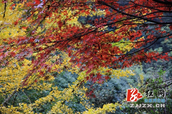 张家界旅游攻略三日游 - 五彩斑斓天子山分外迷人（图）