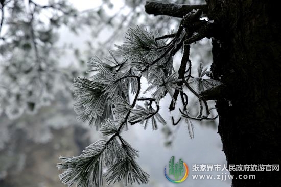 张家界旅游报价 - 冰雪雾凇闹新年 武陵源全面应对保游览安全