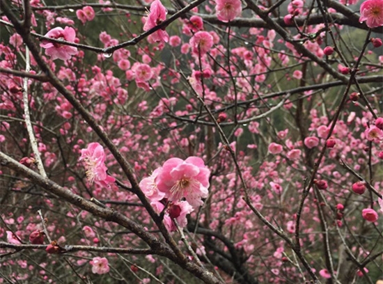 张家界旅游报价 - 张家界国家森林公园梅花怒放迎元宵