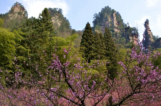 张家界旅游价格 - 张家界黄石寨梅花盛开 赏梅寻梅有红包