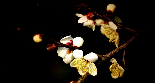 张家界旅游价格 - 张家界黄石寨梅花盛开 与梅合影赢红包（图）