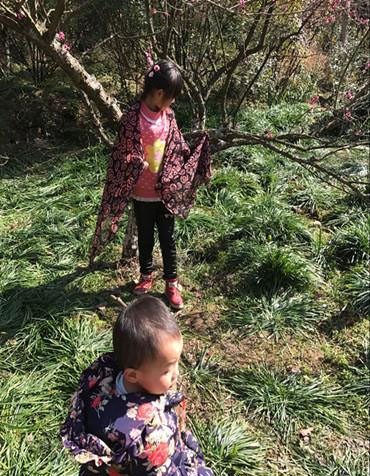 张家界旅游价格 - 张家界武陵源核心景区黄石寨梅园盛开：提醒游人文明赏花