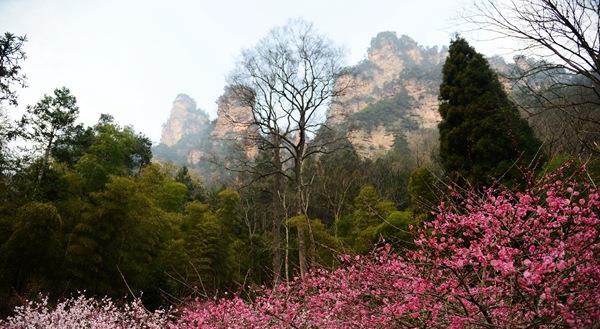张家界旅游价格 - 张家界黄石寨梅园引来赏花潮