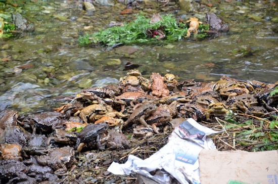 湖南张家界旅游景点 - 永定区林业局放生113公斤蟾蜍 保护生态环境