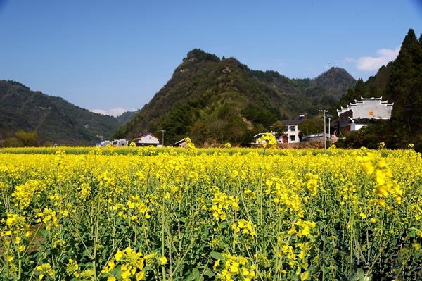 张家界旅游攻略三日游 - 到杨家坪去看油菜花 张家界武陵源乡村风光春光迷人