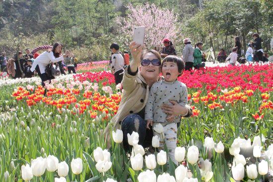 张家界天气 - 张家界：50万株郁金香火爆了老道湾