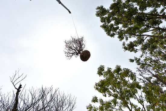 张家界旅游必看 - 张家界市开启春季绿化栽植 许你一个“梅花园”（组图）