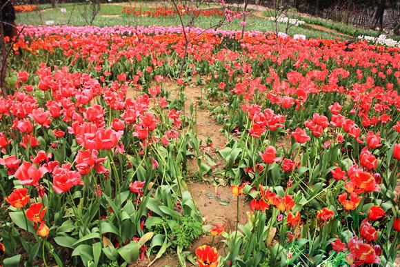 张家界攻略 - 莫让赏花成伤花，文明出游共筑靓丽风景线