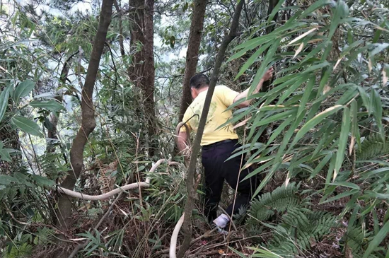 张家界 - 张家界黄石寨景区：无人机滑落悬崖 专业工作人员捡回