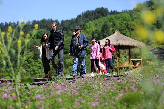湖南张家界旅游景点 - 武陵源：五号山谷草籽花绚丽开放迎客来