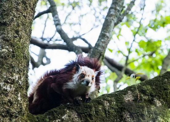 张家界天气 - “飞虎”现身桑植八大公山保护区