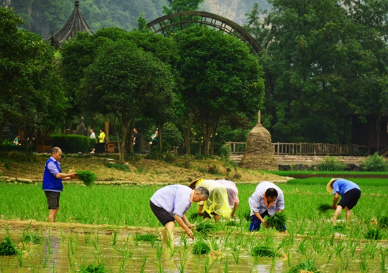 张家界门票 - 端午时节忙插秧 黄龙洞景区田野风光醉游人