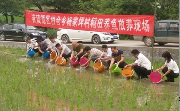 张家界旅游报价 - 杨家坪村开启稻田综合种养模式促农增收