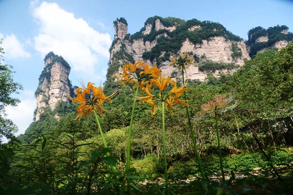 张家界旅游天气预报 - 武陵源初秋万株彼岸花竞相盛开