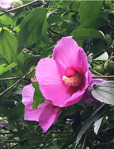 张家界自由行 - 武陵源：天子山景区木槿花开正当时