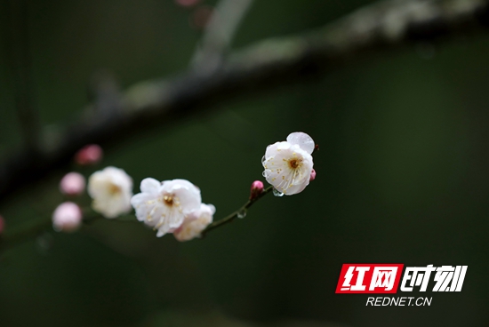 张家界旅游攻略自由行三天 - 张家界黄石寨景区：暗香浮动腊梅开