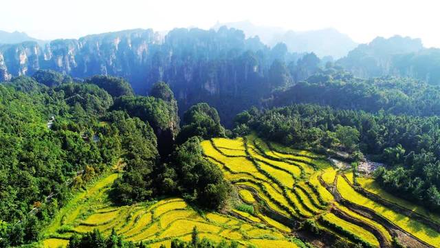 张家界旅游天气预报 - 小小舞台唱大戏 张家界武陵源空中田园如何走向世界的？