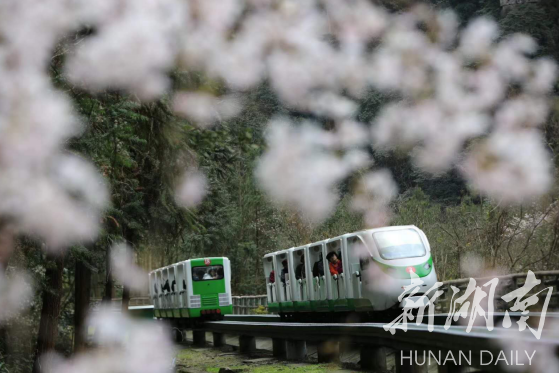 张家界天气 - 张家界十里画廊观光电车网络售票“破冰”