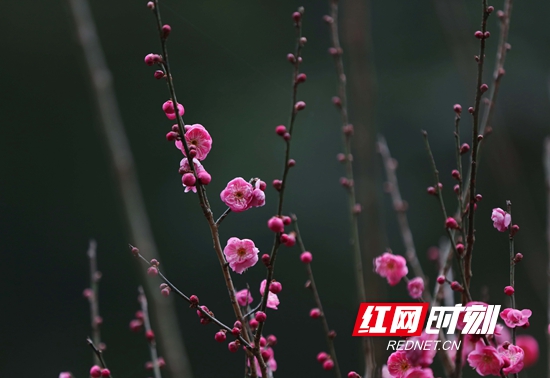 张家界旅游攻略自由行三天 - 张家界黄石寨景区：梅香小寒